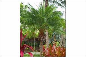 A photo of Dwarf Date Palm