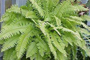 A photo of Dwarf Feather Palm