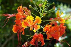 A photo of Dwarf Poinciana