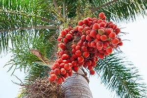A photo of Dwarf Royal Palm