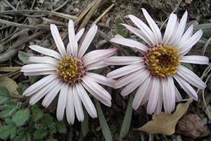 A photo of Easter Daisy