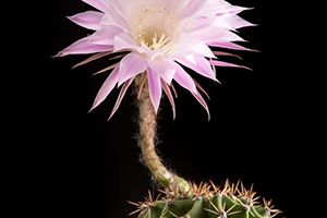 A photo of Easter Lily Cactus
