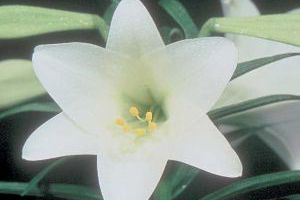 A photo of Easter Lily