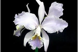 A photo of Easter Orchid