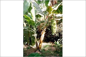 A photo of Edible Banana