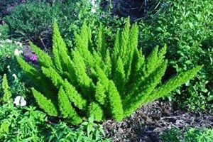 A photo of Emerald Feather