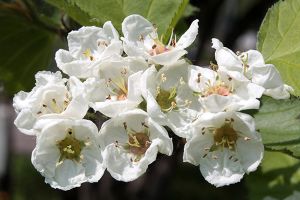 A photo of English Hawthorn