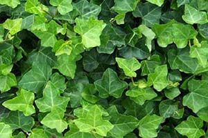 A photo of English Ivy