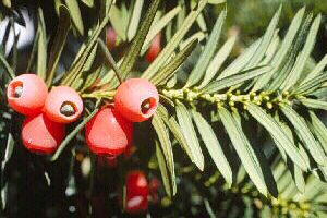 A photo of English Yew