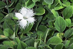 A photo of Episcia
