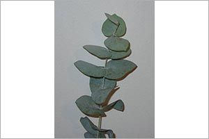 A photo of Eucalyptus