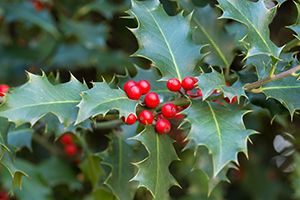 A photo of European Holly