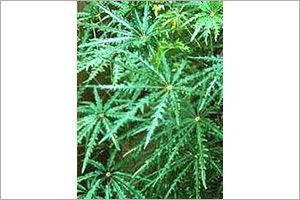 A photo of False Aralia