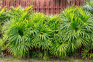 A photo of Fan Tufted Palm