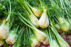 A photo of Fennel