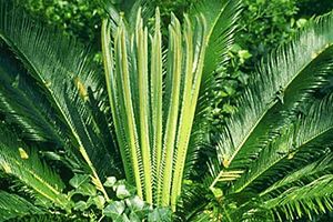 A photo of Fern Palm