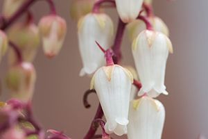 A photo of Fetterbush