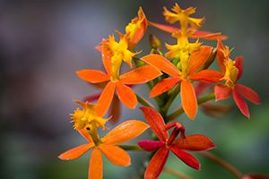 A photo of Fiery Reed Orchid