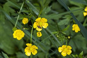 A photo of Figwort