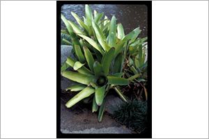 A photo of Fingernail Plant