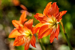 A photo of Fire Lily