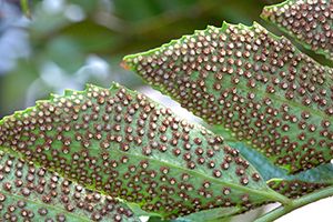 A photo of Fish Tail Fern