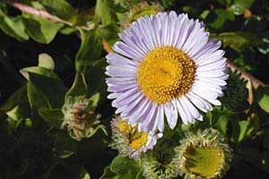 A photo of Fleabane