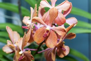 A photo of Florida Butterfly Orchid