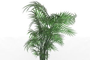 A photo of Forster Sentry Palm