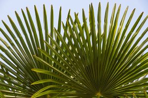 A photo of Fortunes Palm