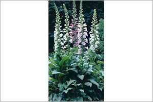 A photo of Foxglove