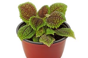 A photo of Friendship Plant