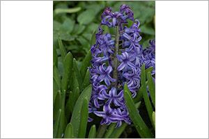 A photo of Garden Hyacinth