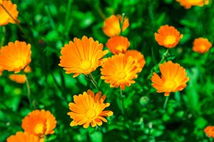 A photo of Garden Marigold