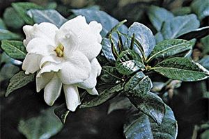 A photo of Gardenia
