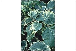 A photo of Geranium-Leaf Aralia