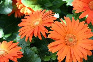 A photo of Gerber Daisy