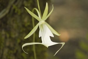 A photo of Ghost Leafless Orchid