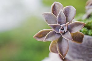 A photo of Ghost Plant
