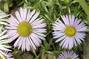 A photo of Giant Aster