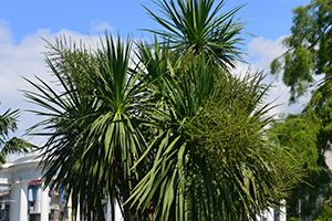 A photo of Giant Dracaena
