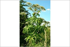 A photo of Giant Hogweed