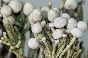 A photo of Giant White Inch Plant