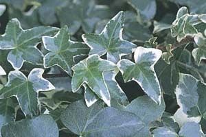 A photo of Glacier Ivy