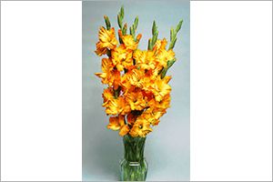 A photo of Gladiola