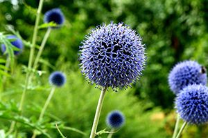 A photo of Globe Thistle