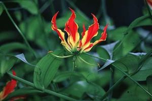 A photo of Gloriosa Lily