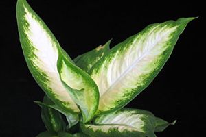 A photo of Gold Dieffenbachia