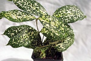 A photo of Gold Dust Dracaena