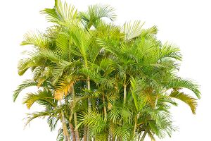 A photo of Golden Butterfly Palm
